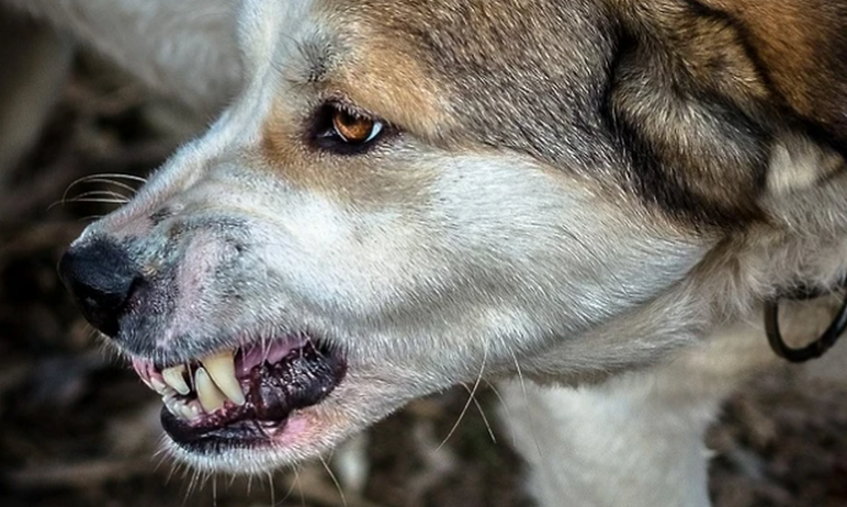 В Сосновском районе Челябинской области от бешенства погиб двухмесячный домашний щенок. Диагноз п