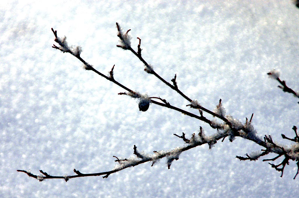 Традиционными васильевскими считаются морозы со среднесуточной температурой воздуха ниже минус 20