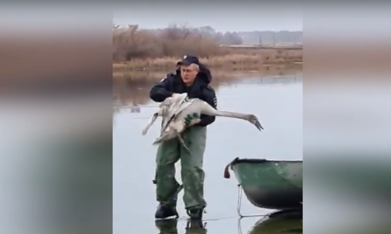 Полицейский из Чесменского района (Челябинская область) совместно с сотрудниками МЧС спас лебедя 