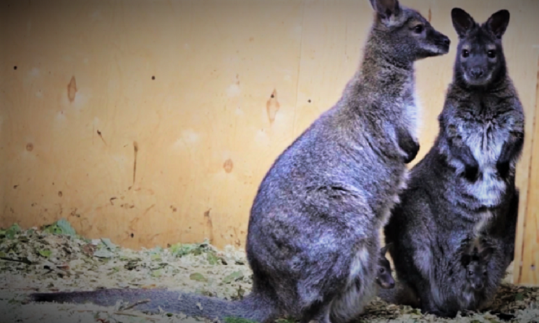 В Челябинском зоопарке вышли в свет – из маминых сумок – сразу два очаровательных кенгуренка, дет
