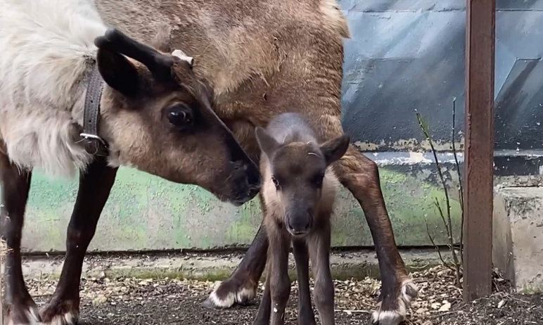 Челябинский зоопарк порадовал чудесной новостью – шестого мая в стенах муниципального учреждения 
