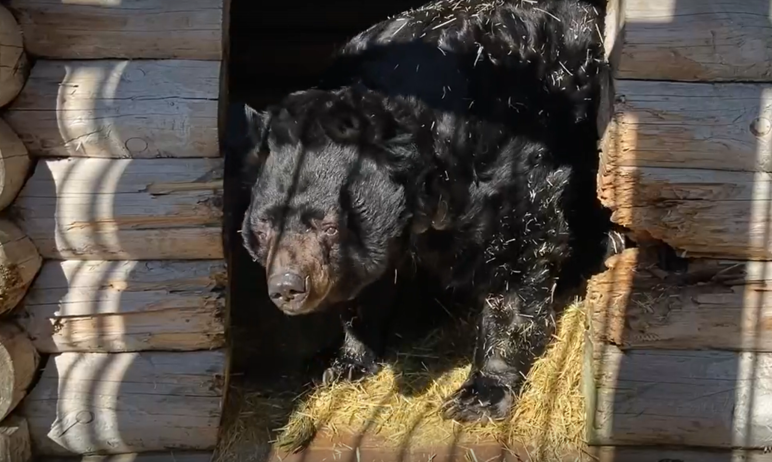 Челябинский зоопарк порадовал новостью об официальном завершении зимней спячки косолапых.

