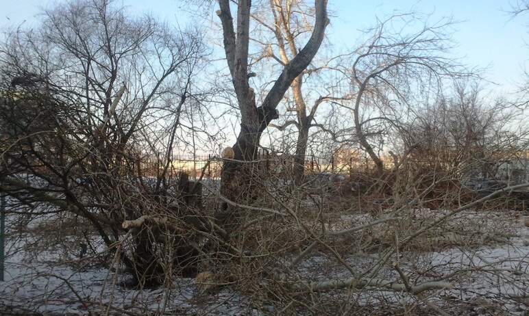 В Челябинске вырубят усыхающие деревья на Дзержинского и Воровского.

Как сообщает сегод