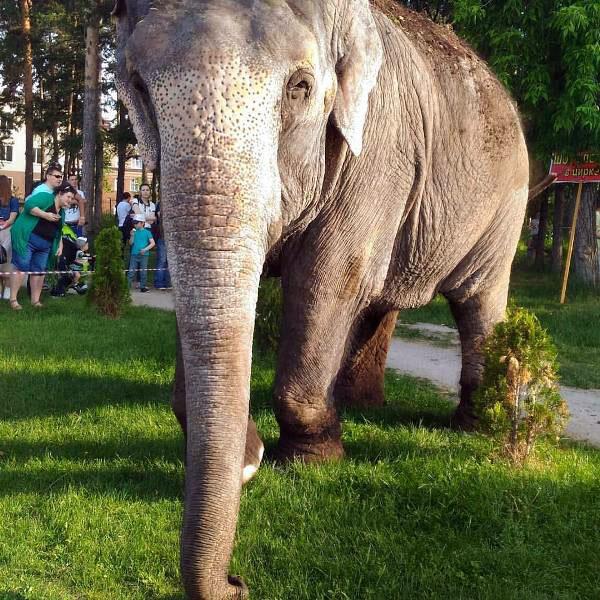 Фото Челябинцы гуляют в парках со слонами и делятся своими фото