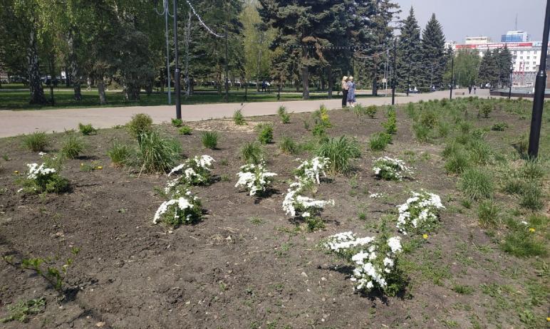Фото В Центральном районе Челябинска высадят 340 тысяч цветов