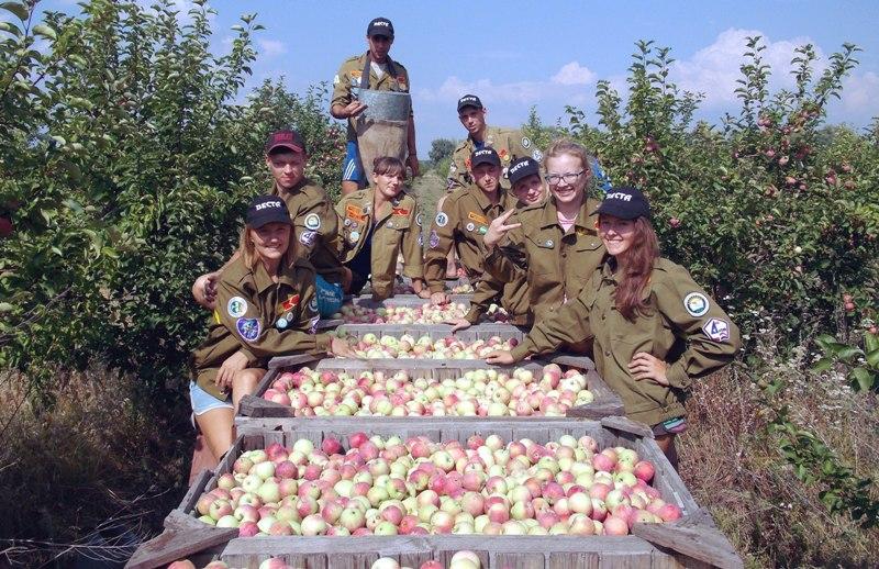Фото В Крым на сбор фруктов отправится студенческий отряд «Эспрессо» из Челябинской области и два «штабиста»