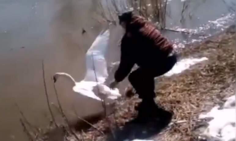 Фото  Ашинцы спасли обессилевшего от долгого перелета лебедя
