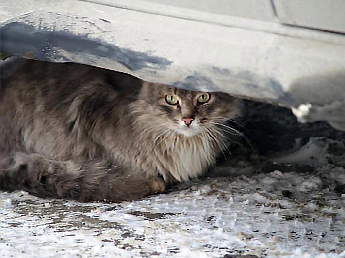 Фото В Челябинске на мужчину напала бешеная кошка