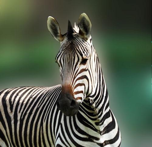 Фото В челябинском зоопарке появится зебра