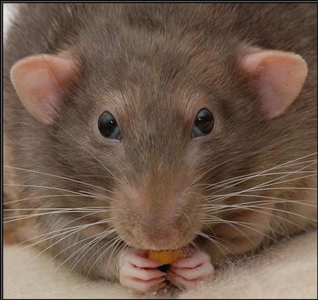 Фото Челябинская компания в своей рекламе предлагает услуги по уничтожению мышей, крыс и…тещи