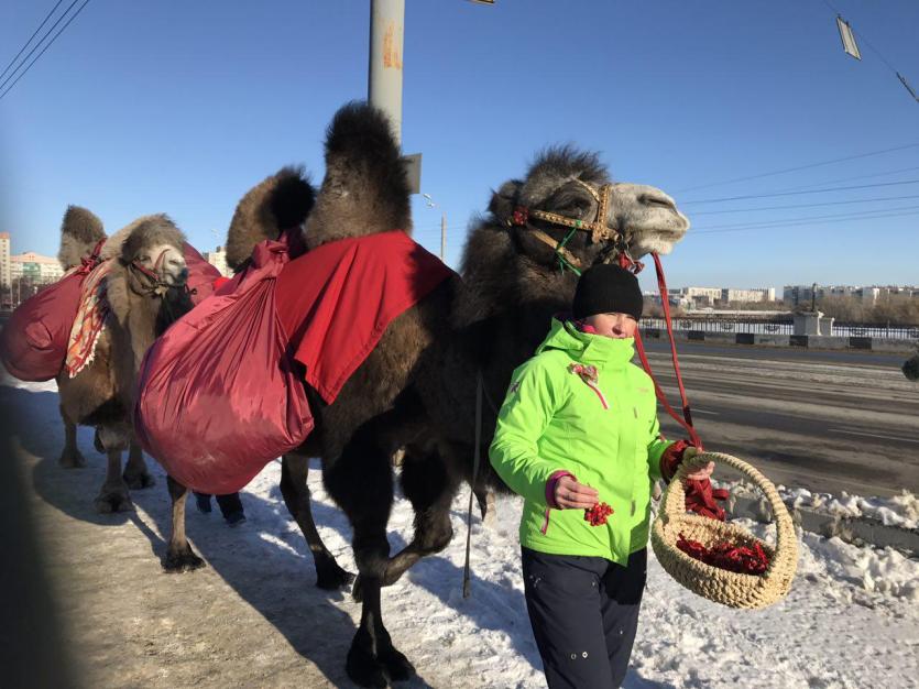 Фото Караван верблюдов привез рябину в Челябинск