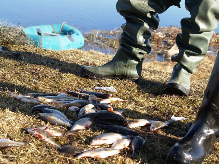Фото Жителям Магнитогорска грозит решетка за убийство рыбы током