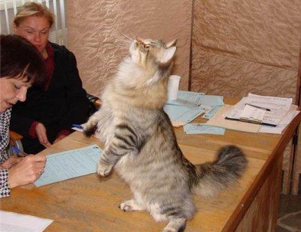 Фото Лучшим котенком «Русского сезона-2007» стала Енька-Ангара
