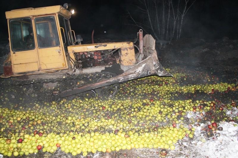 Фото В Челябинской области уничтожили 20 тонн польских яблок