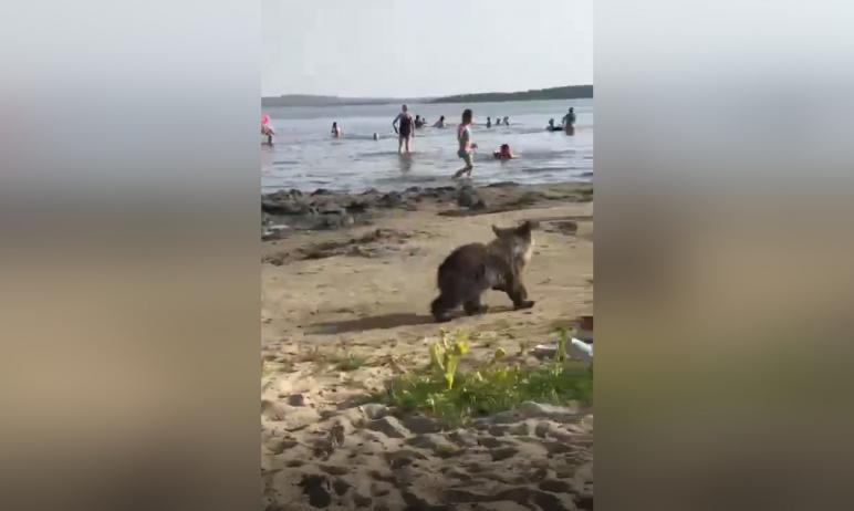 Фото В Чебаркуле гулявшего по пляжу медвежонка забрали у хозяина