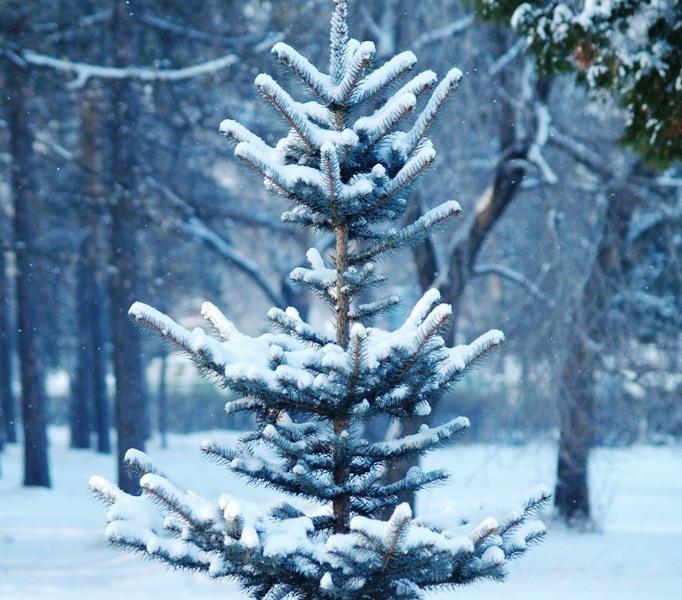 Фото В Челябинской области создана опергруппа по защите елок
