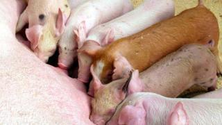 Фото В Увельском районе 35 свиней спасли от пожара