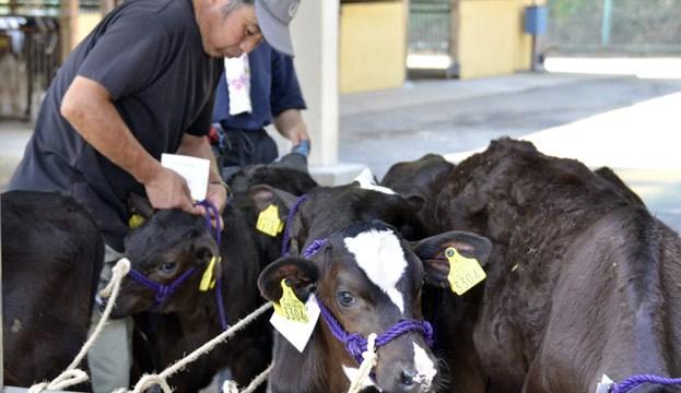 Фото Япония скупает радиоактивную говядину