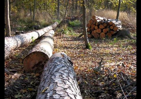 Фото Поход в лес за дровами стоил жизни 31-летнему жителю Миньяра