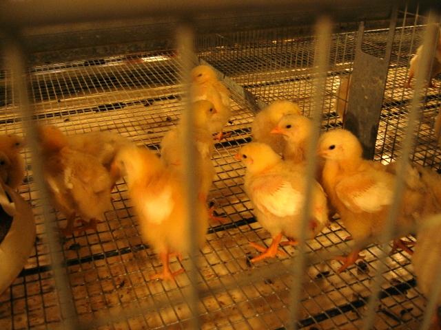 Фото Губернатор Петр Сумин остался доволен визитом на сельхозпредприятия районов Челябинской области