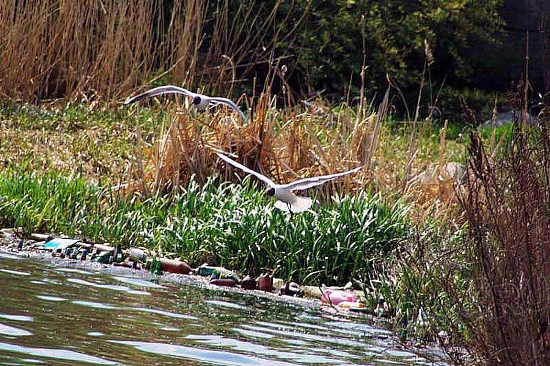 Фото Природоохранная прокуратура уличила птицеводов в загрязнении реки
