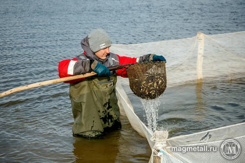 Фото В ноябре в реку Урал в Магнитогорске запустят первых сеголеток сазана