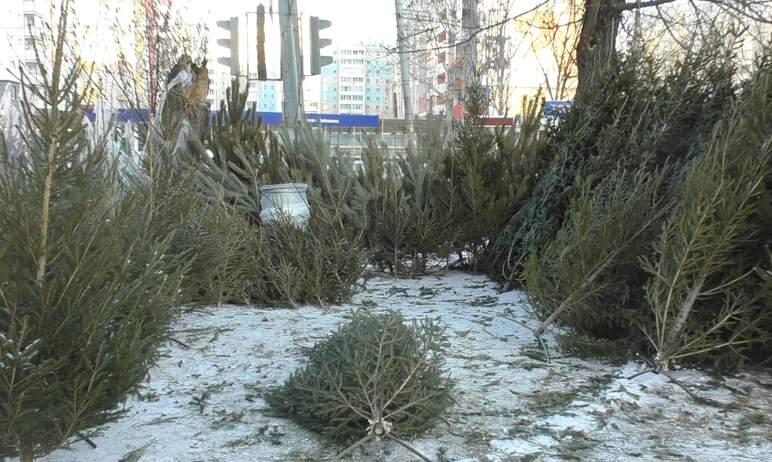 Фото Власти рассказали, где челябинцы смогут купить «легальные» елки на Новый год
