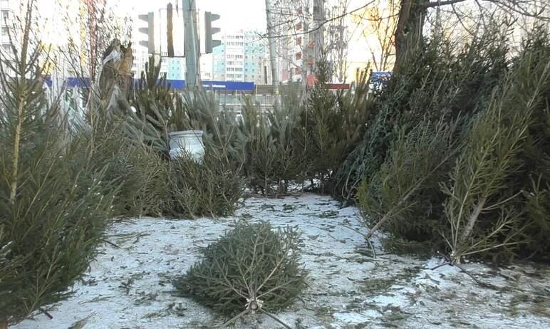 Фото Челябинцев просят не разбрасывать новогодние елки