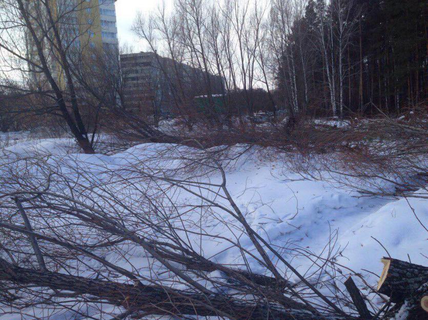 Фото Челябинские власти обещали разобраться с вырубкой деревьев на Захаренко