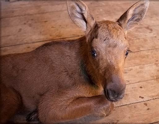 Фото Челябинский зоопарк взял на воспитание лосенка