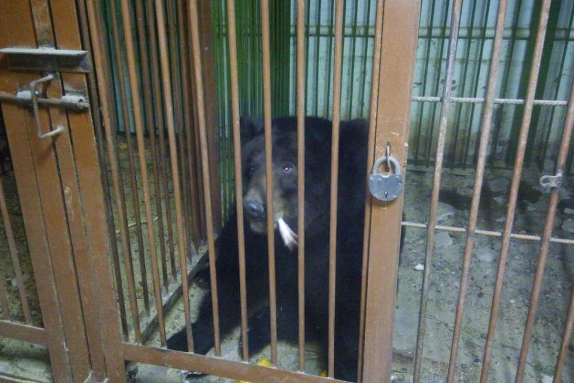 Фото Спасенная из разорившегося зоопарка медведица Маня вскоре прибудет в Челябинск