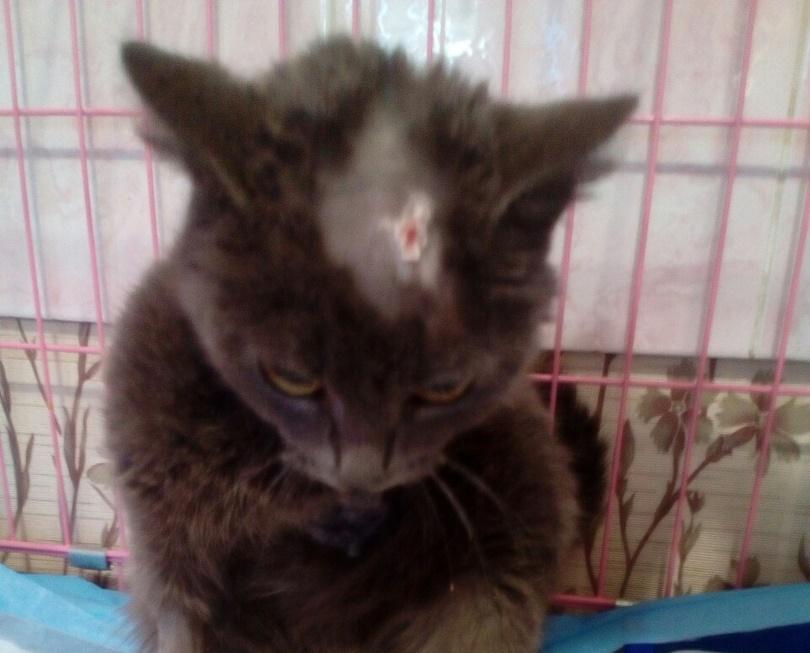 Фото В Челябинске молодой кошечке отрубили лапы, она приползла за помощью к людям