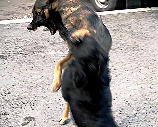 Фото Жители Шершней пожаловались на двух мужчин, отстреливающих собак
