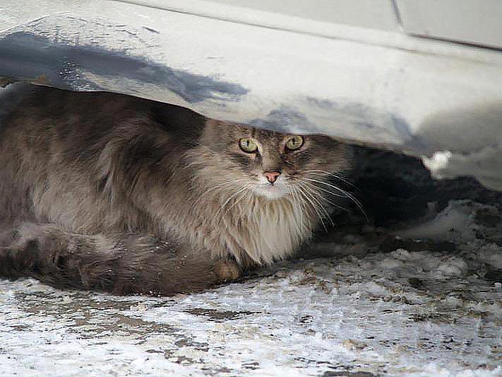 Фото В Челябинске предновогодняя выставка кошек