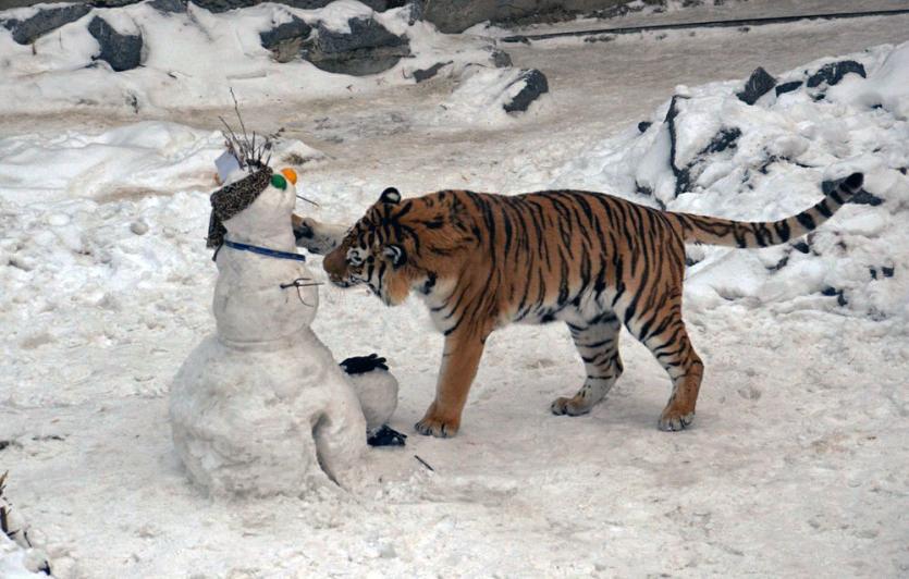 Фото Челябинский зоопарк готовит ко Дню «лепунов» снежные сюрпризы для зверей