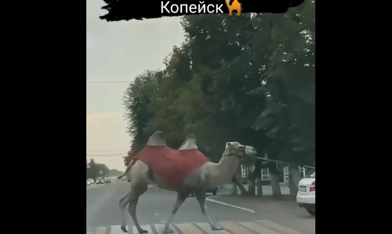 Фото В Копейске переходящий дорогу верблюд удивил автомобилистов