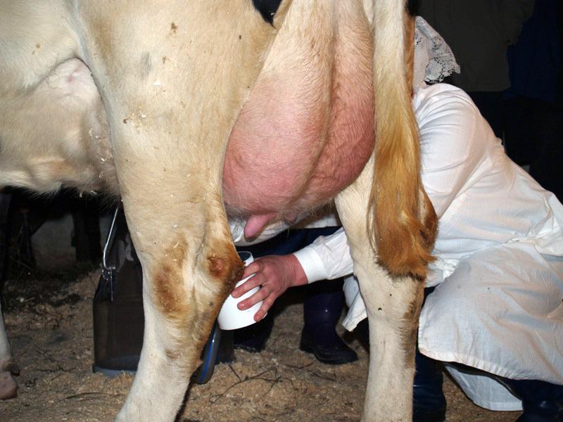 Фото Тем, кто хочет и умеет доить коров, государство строит новые фермы за 38 миллионов