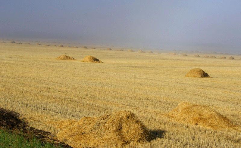 Фото В Челябинской области завершена уборка зерновых