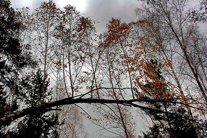 Фото В Челябинской области дожди, в ряде районов - гололед