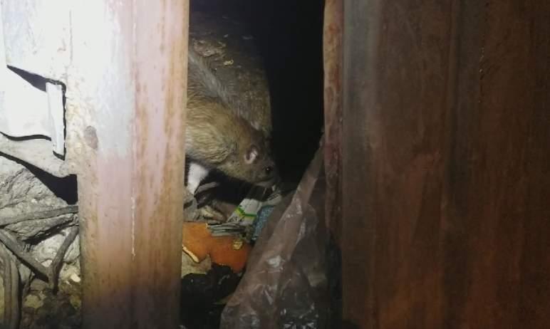 Фото Жители поселка в Копейске пожаловались на мертвых птиц и нашествие крыс