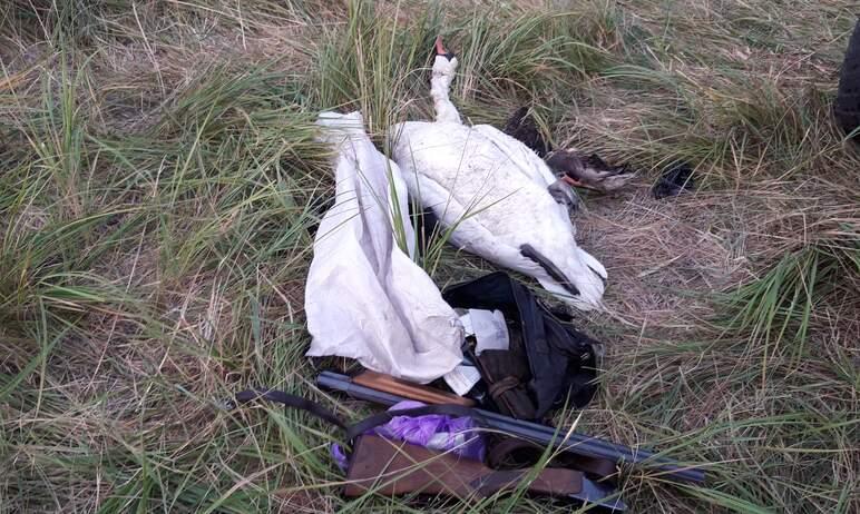 Фото Браконьер из Челябинска застрелил краснокнижного лебедя
