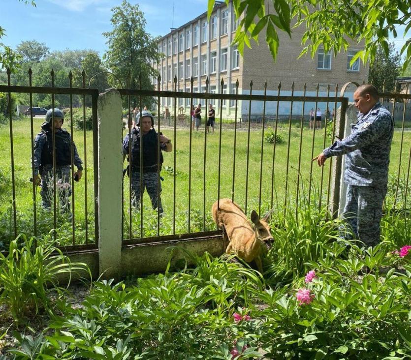 Фото В детском садике Челябинска спасли косулю