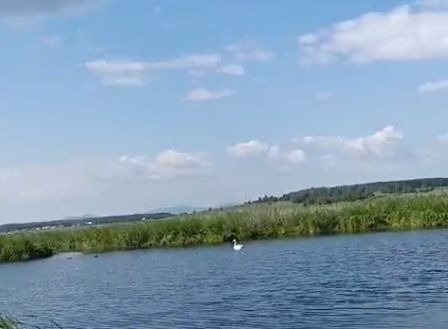 Фото В Чебаркульском районе возле мусорки нашли птенца лебедя