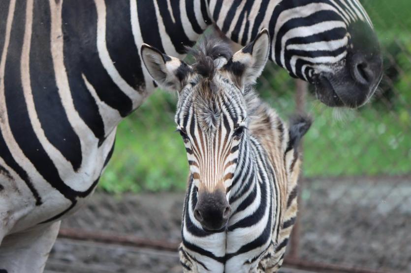 Фото Черно-белое счастье: Зефирка из Челябинского зоопарка стала мамой в третий раз 