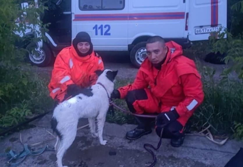 Фото В Челябинске спасатели вытащили собаку из коллектора