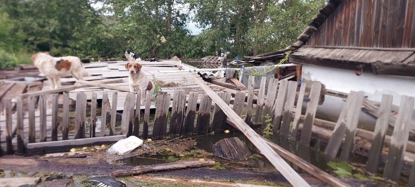 Фото Большая вода – большая беда: в Коркино спасают животных, оставшихся один на один со стихией