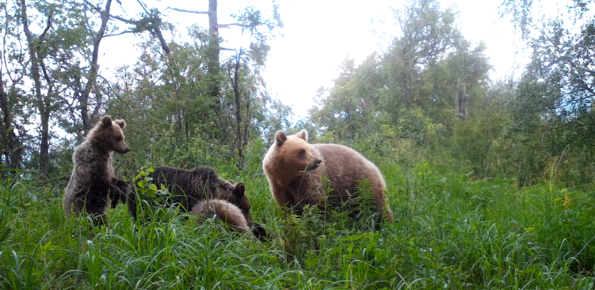 Фото Косолапая семья: на Зюраткуле фотоловушка «поймала» медведицу и троих медвежат
