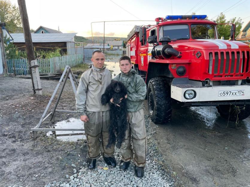 Фото  В затопленном Коркино сотрудники МЧС спасли оказавшую в плену большой воды собаку