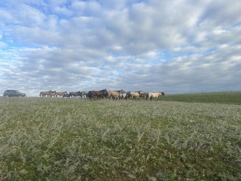 Фото Полицейские Агаповского района вернули счастливому хозяину пропавший табун лошадей