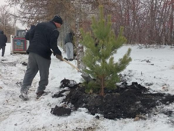 Фото Дорогу на аэропорт в Челябинске украсили двести сосен